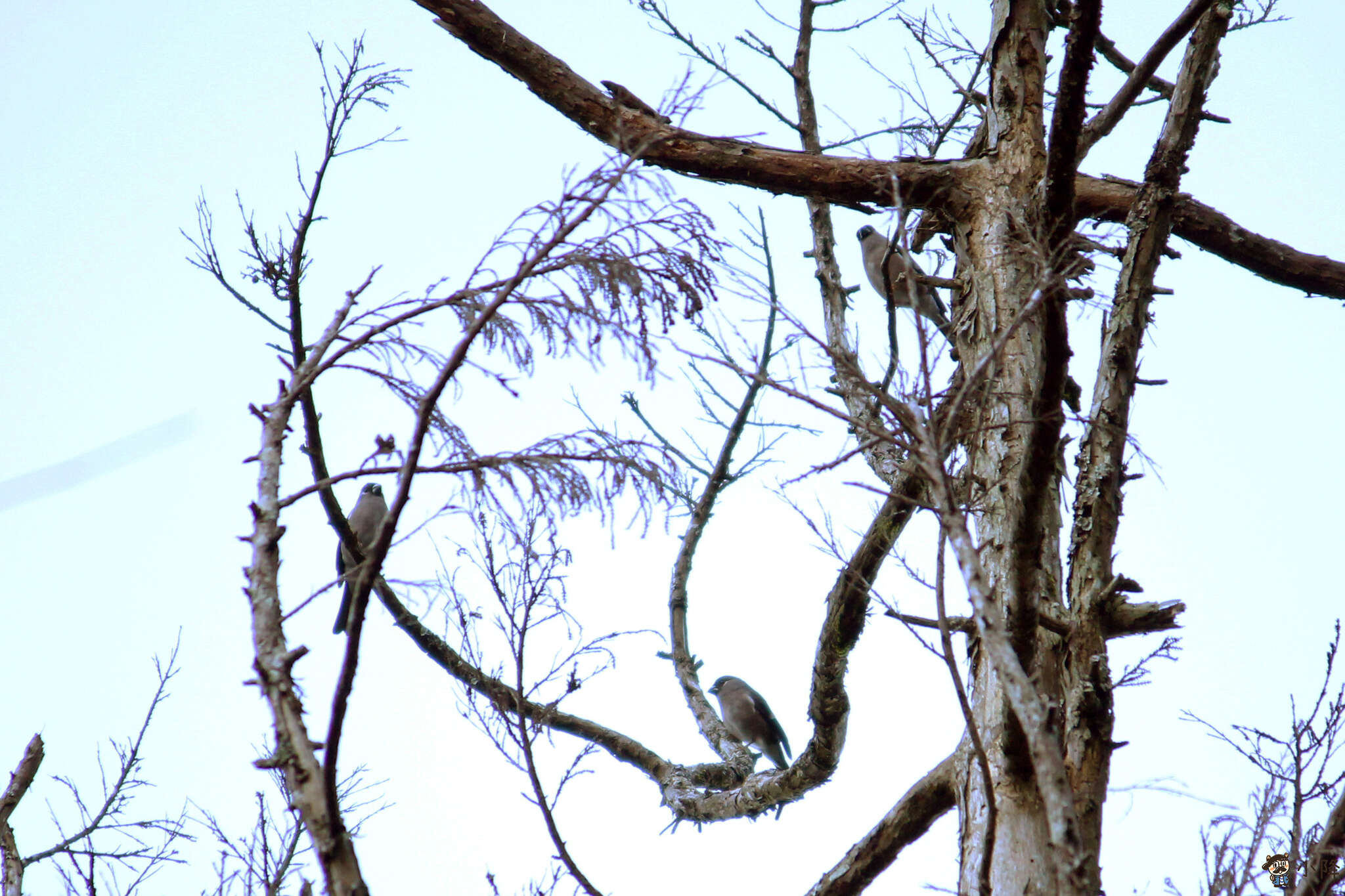 Image of Brown Bullfinch