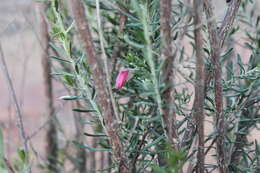 Eremophila latrobei subsp. latrobei的圖片