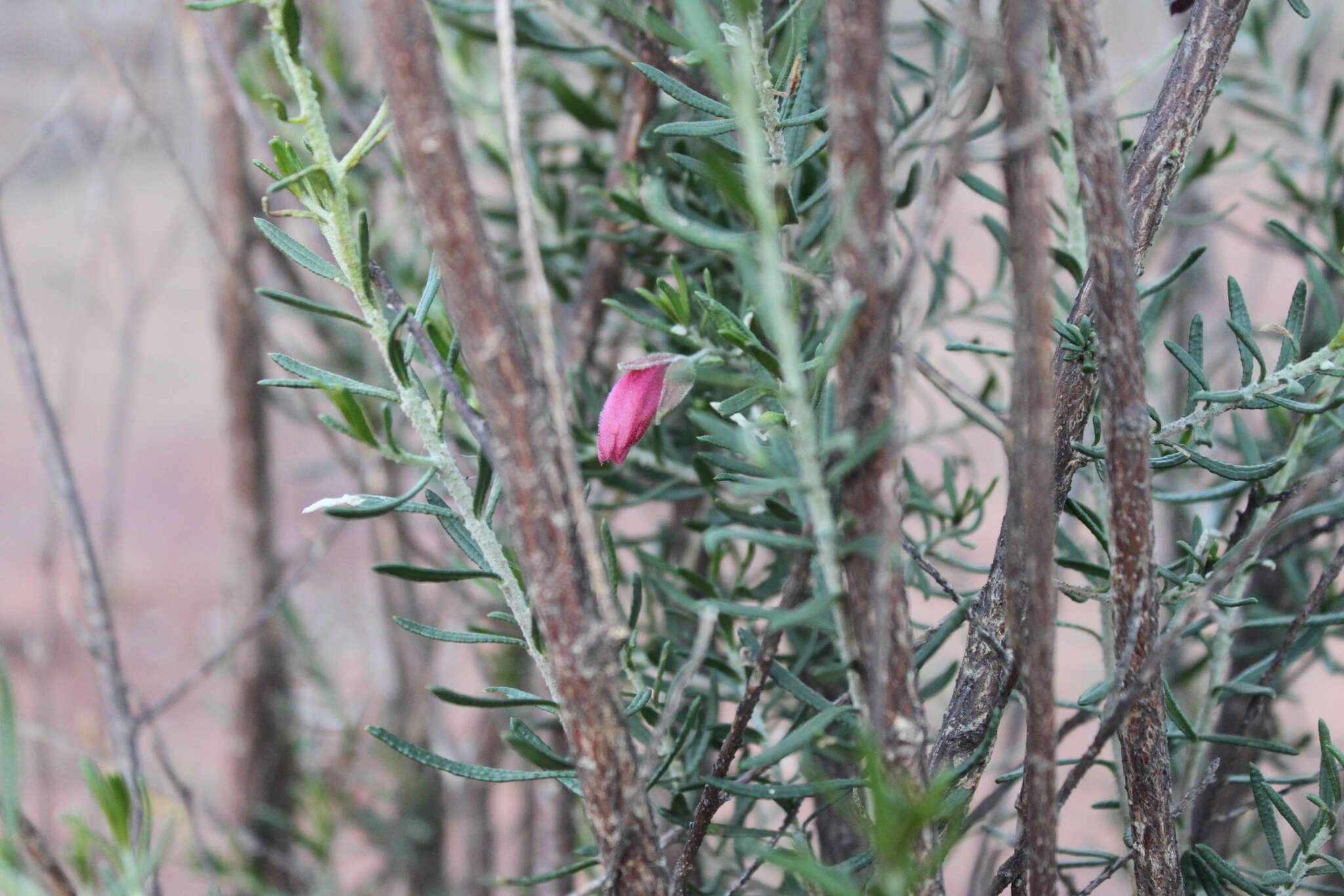 Eremophila latrobei subsp. latrobei的圖片