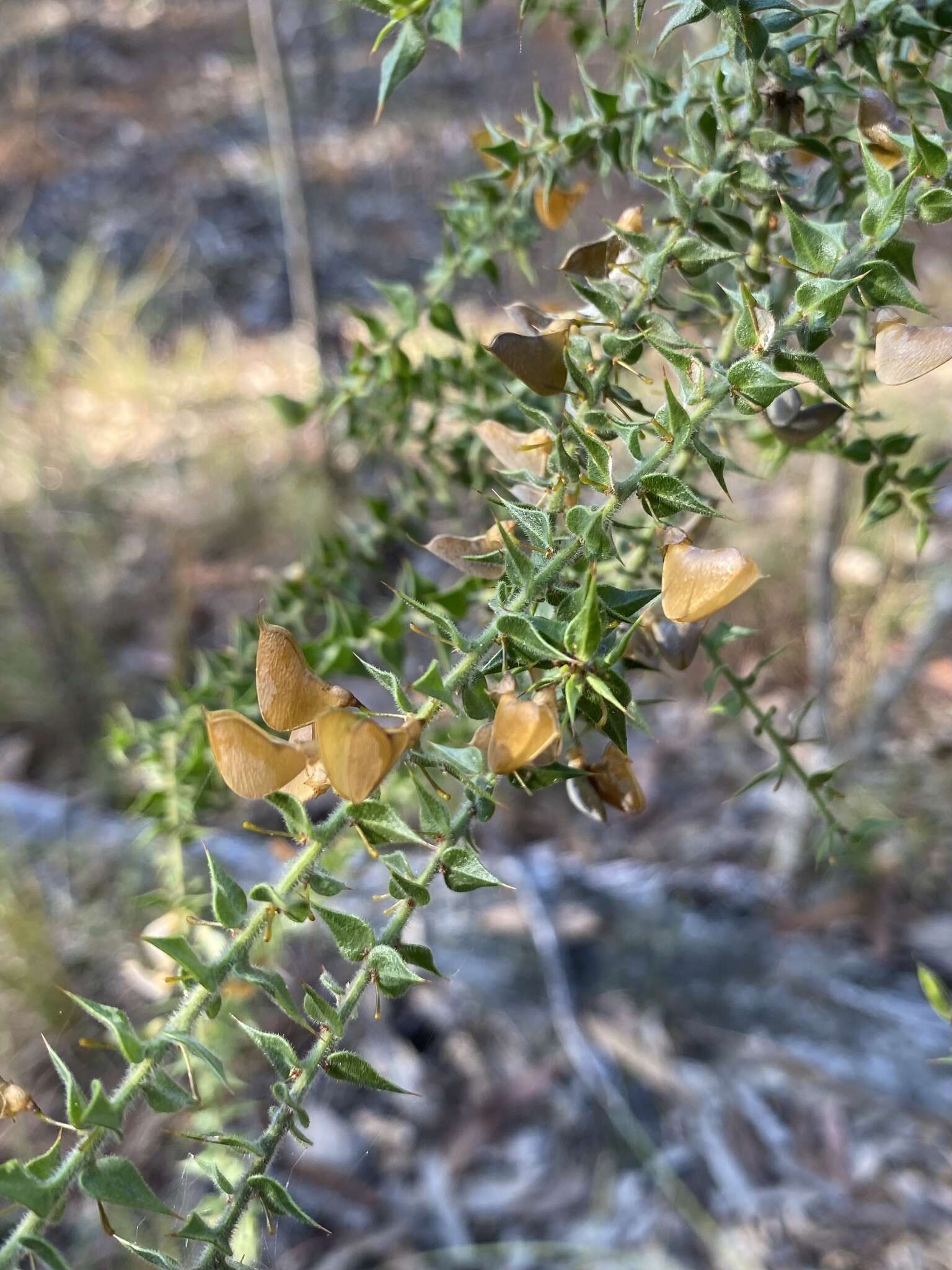 Image of <i>Daviesia villifera</i>