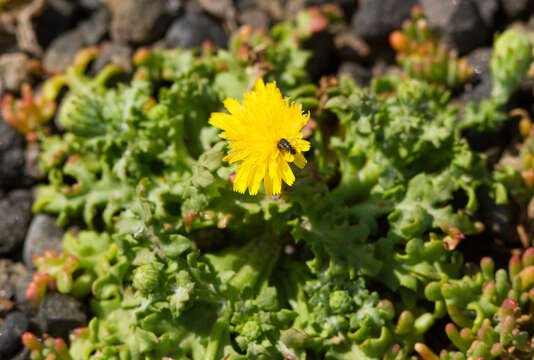 Image de Malacothrix foliosa subsp. philbrickii W. S. Davis