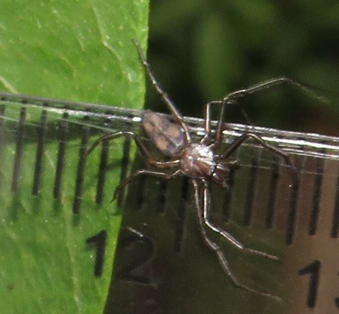 Platyoides leppanae Pocock 1902的圖片