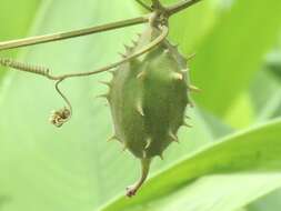 Image of luffa