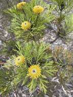 Imagem de Isopogon anemonifolius (Salisb.) Knight