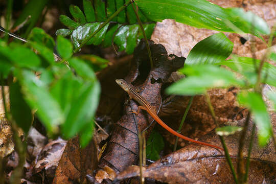 Image of Cercosaura bassleri Ruibal 1952