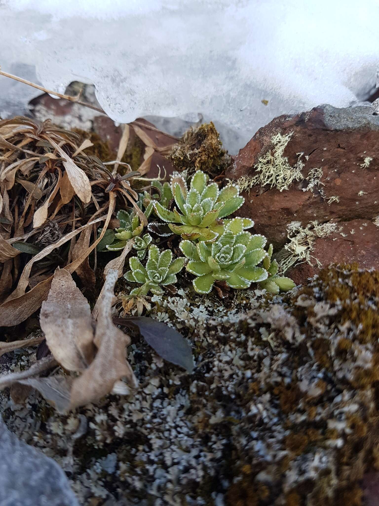 Image of Saxifraga paniculata subsp. laestadii (Neuman) T. Karlsson