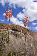 Image de Aloe deltoideodonta Baker