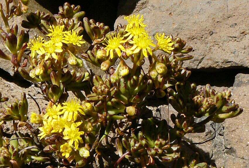 Image of Aeonium sedifolium (Webb ex Bolle) J. Pitard & L. Proust