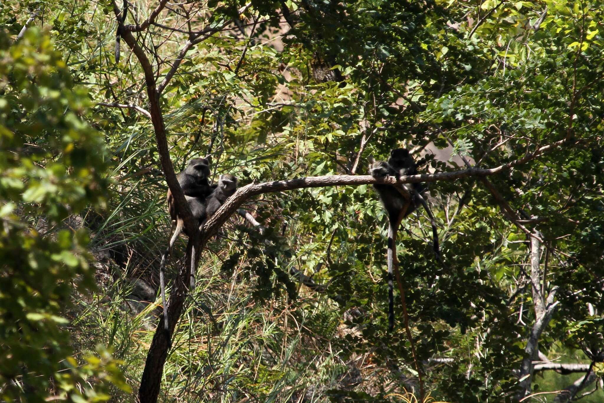 Image of Cercopithecus mitis moloneyi Sclater 1893