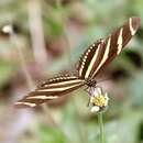 Image of Heliconius charithonia churchi Comstock & Brown 1950