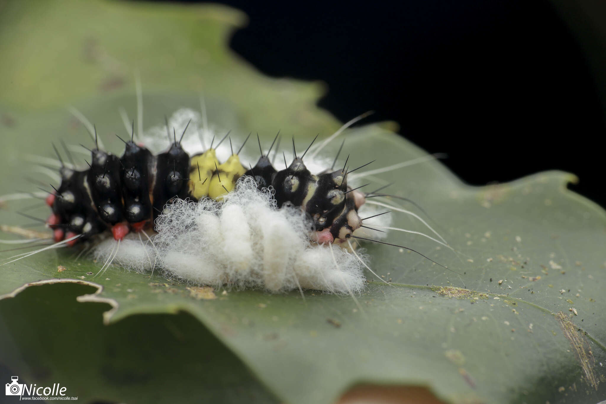 Image of Erasmia pulchella hobsoni Butler 1889