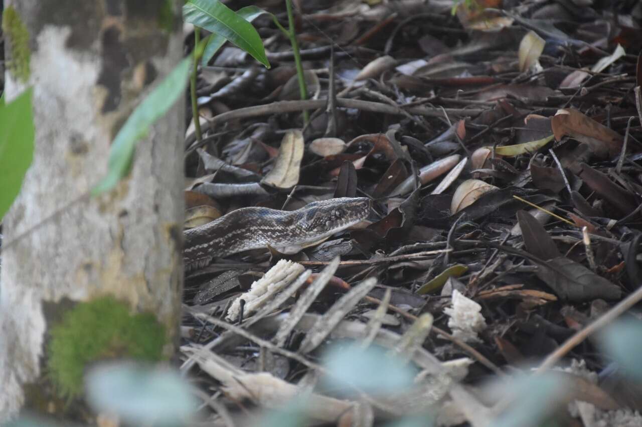 Image of Brown Rainbow Boa