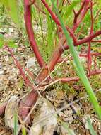 Amaranthus australis (A. Gray) Sauer resmi