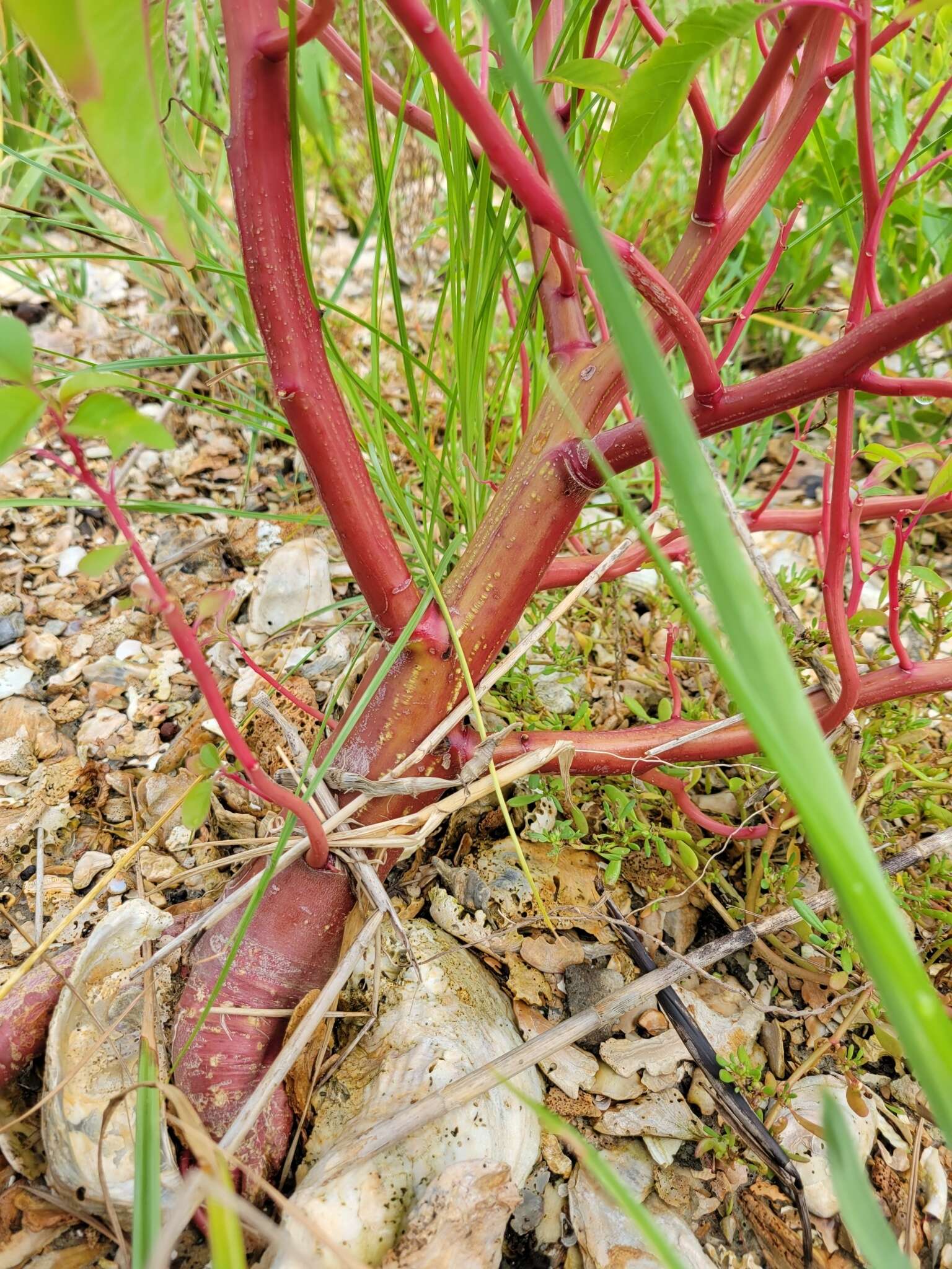 Amaranthus australis (A. Gray) Sauer resmi