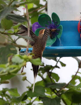 Image of Scale-throated Hermit