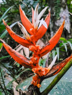 Image of Heliconia angusta Vell.