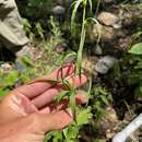 Image of Brickellia ozarkana (Shinners) G. L. Nesom