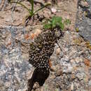 Image of Rosularia alpestris (Kar. & Kir.) A. Boriss.