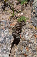 Image of Rosularia alpestris (Kar. & Kir.) A. Boriss.