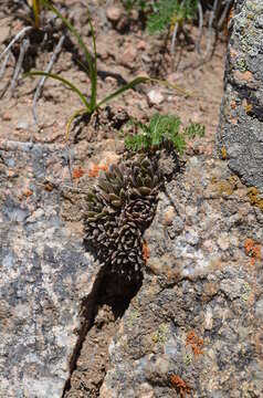 Rosularia alpestris (Kar. & Kir.) A. Boriss. resmi