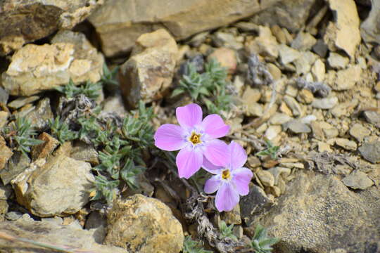 Imagem de Phlox richardsonii subsp. alaskensis (Jordal) Wherry