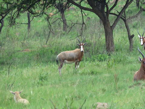 Image of Blesbok