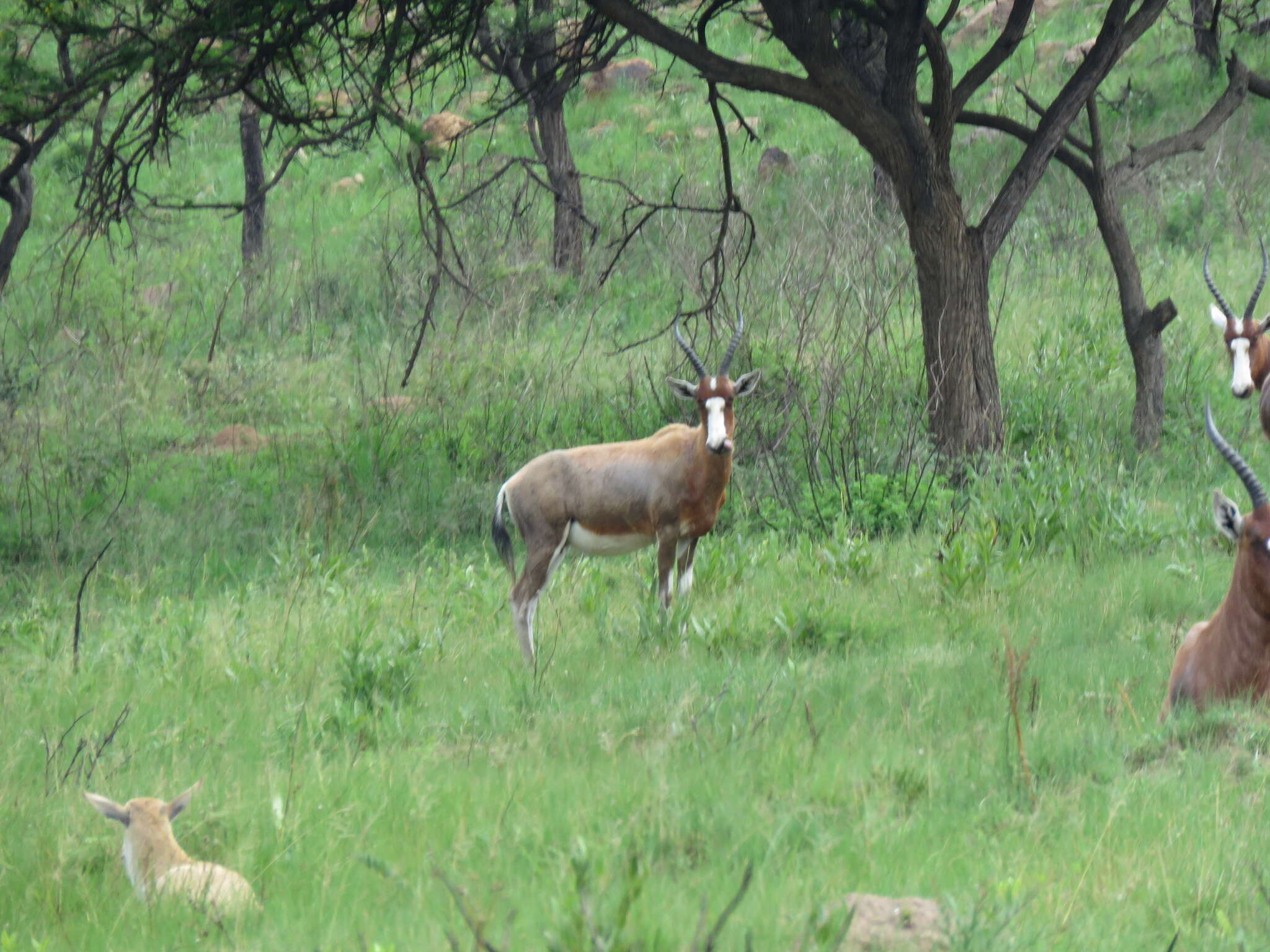 Image of Blesbok