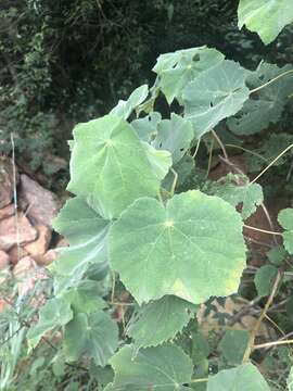 Image de Dombeya pulchra N. E. Br.