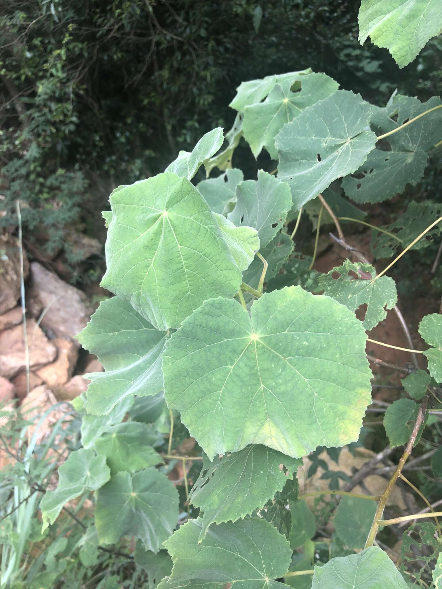 Image de Dombeya pulchra N. E. Br.