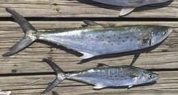 Image of Atlantic Spanish Mackerel