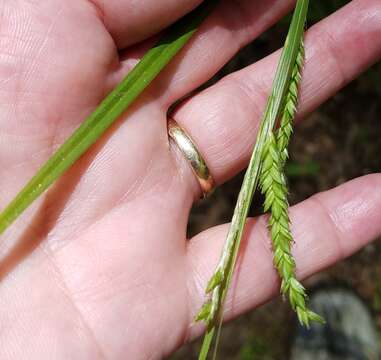 Carex oxylepis Torr. & Hook. resmi