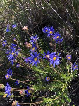 Image of Felicia ebracteata Grau