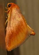 Image of Warm-chevroned Moth