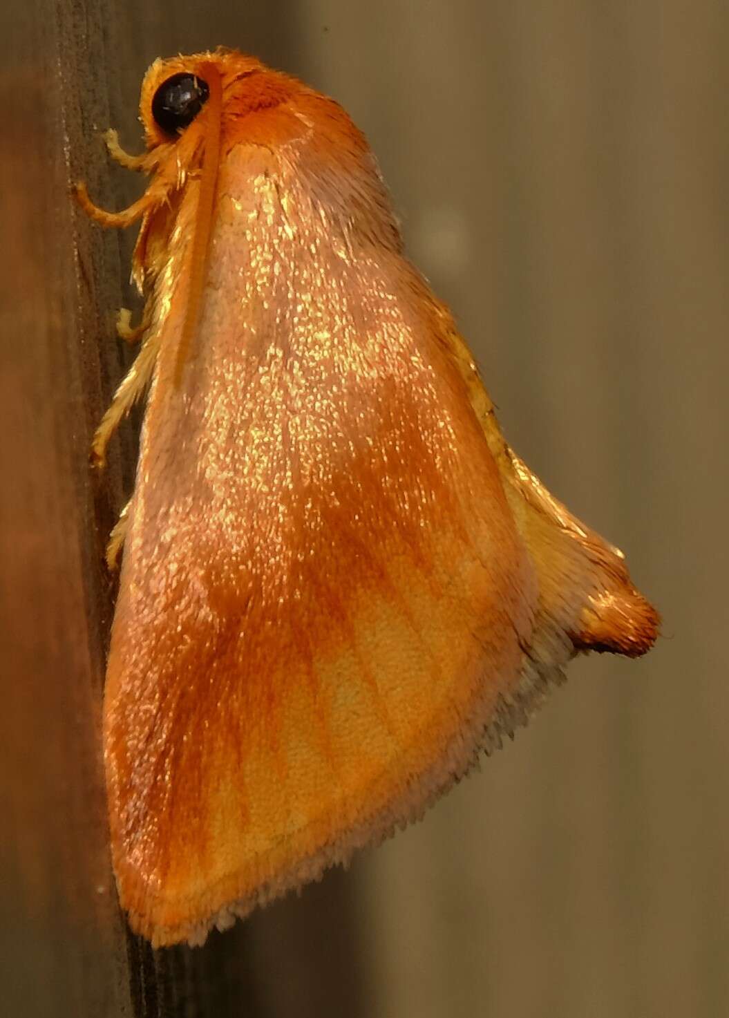 Image of Warm-chevroned Moth