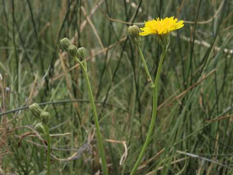 Image of fiddleleaf hawksbeard