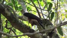 Image of Bicolored Hawk