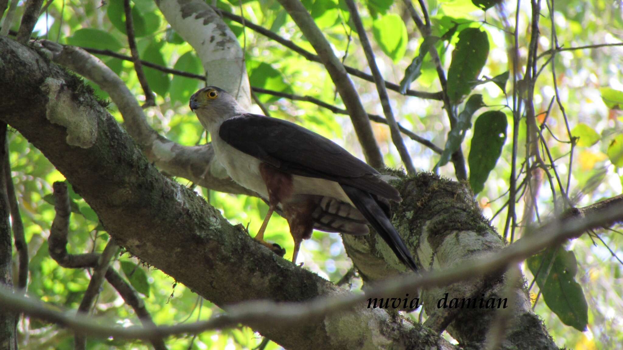 Image of Bicolored Hawk