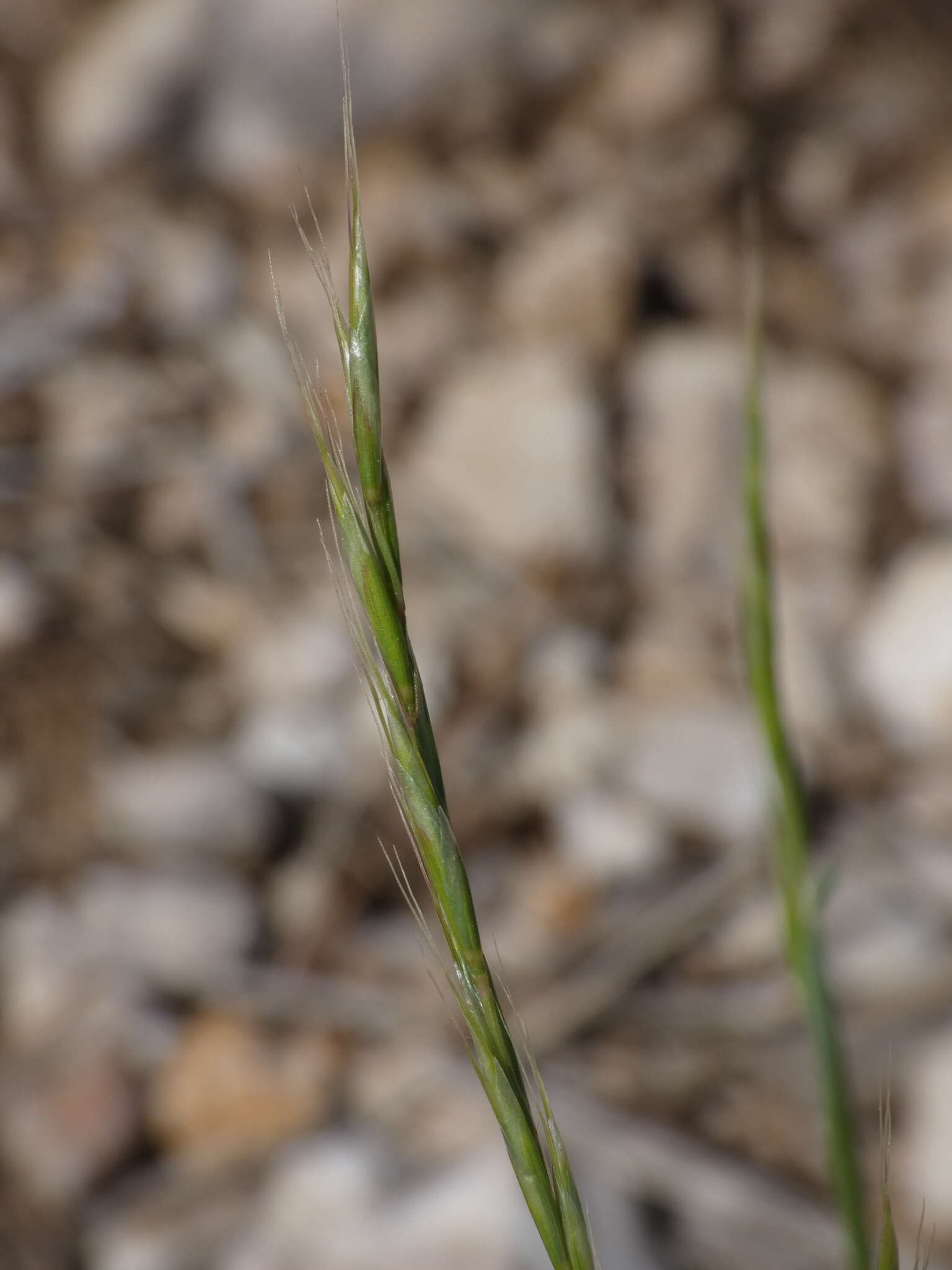 صورة Helictochloa bromoides (Gouan) Romero Zarco