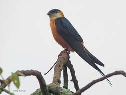 Image of Cecropis senegalensis monteiri (Hartlaub 1862)