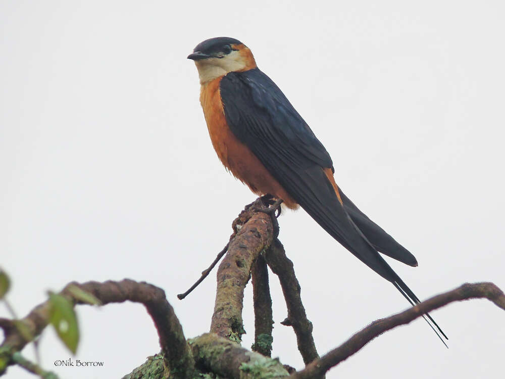 Image of Cecropis senegalensis monteiri (Hartlaub 1862)