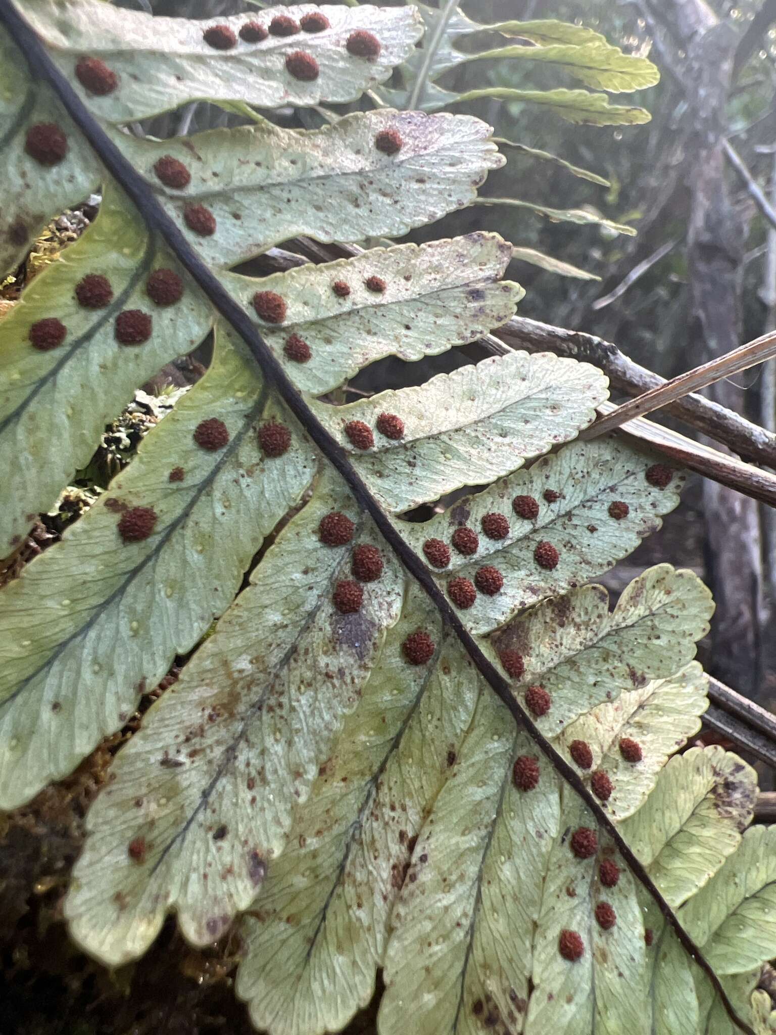 Sivun Polypodium pellucidum Kaulf. kuva