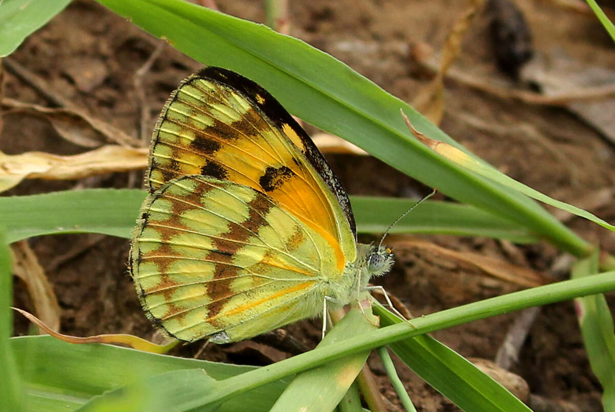 Слика од Colotis vesta (Reiche (1850))