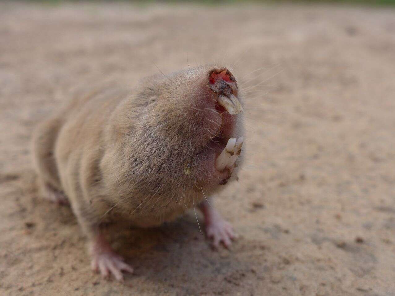 Image of Giant Mole-rat