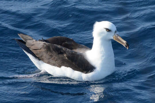 Image of Thalassarche melanophris impavida