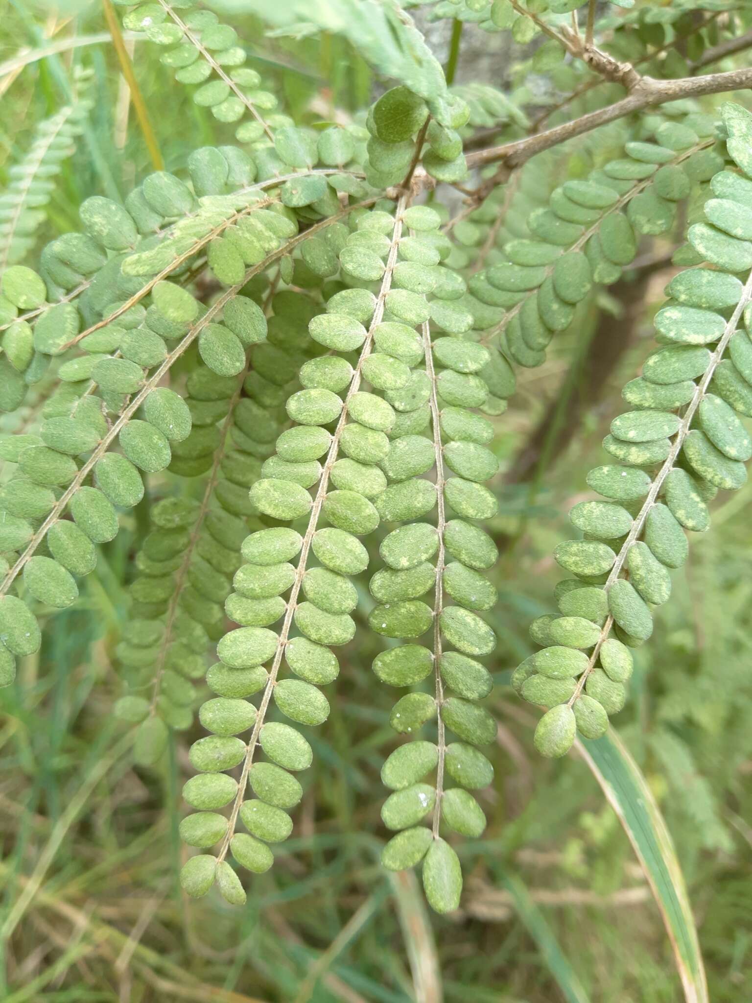 Слика од Sophora chathamica Cockayne