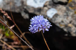 Image of bluehead gilia