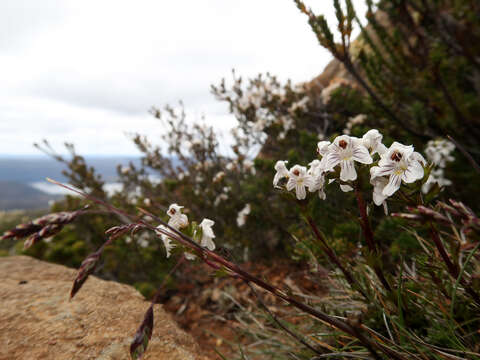 Image of Euphrasia striata R. Br.