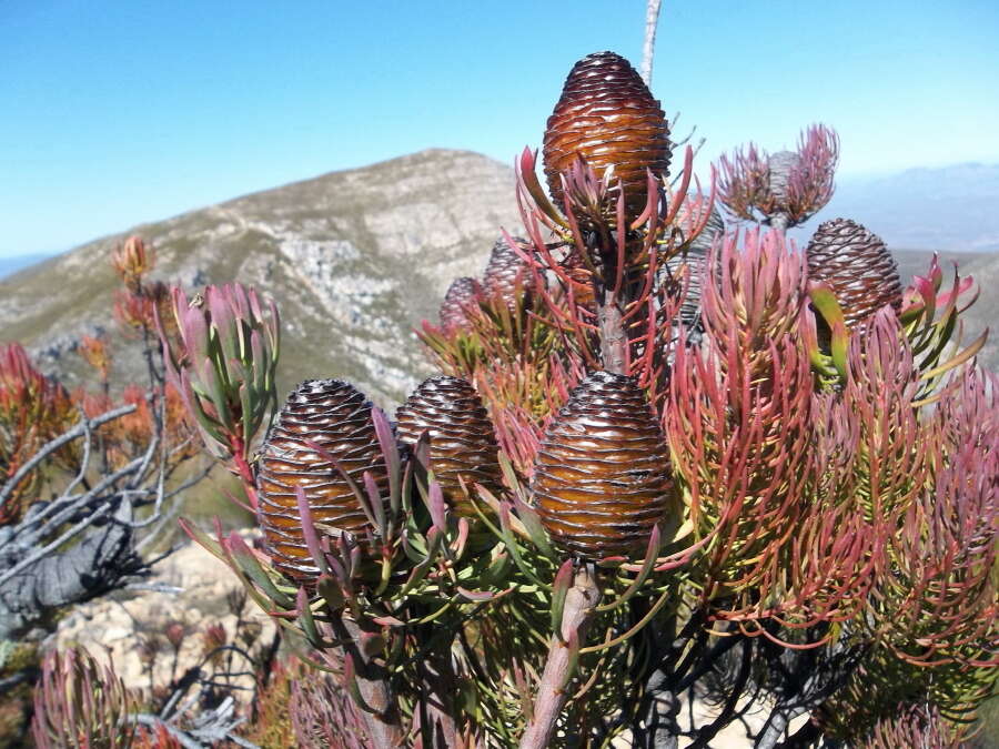 Plancia ëd Leucadendron comosum subsp. comosum