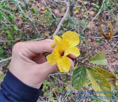 Image of Golden trumpet tree