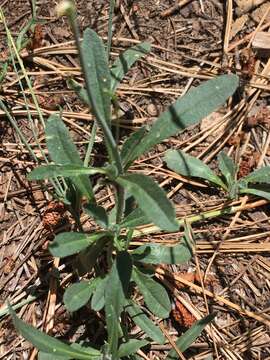 صورة Pennellia tricornuta (Rollins) R. A. Price, C. D. Bailey & Al-Shehbaz